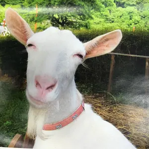 SAEL】MAVIC ビブタイツとジャケットセット M/S, XS/TP - メルカリ