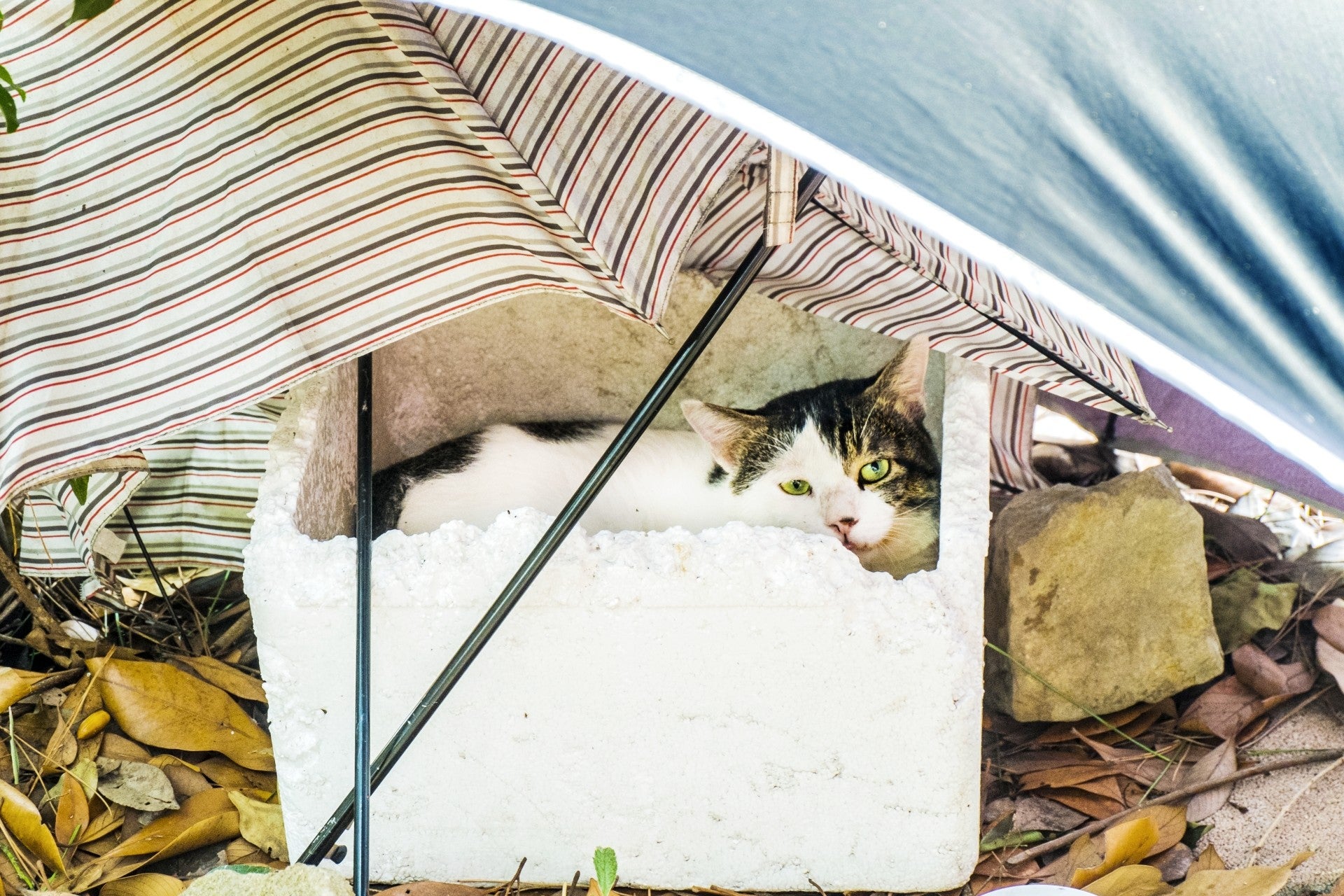 保温性抜群で暖かい。野良猫たちを寒さから守る「屋外用の猫ハウス