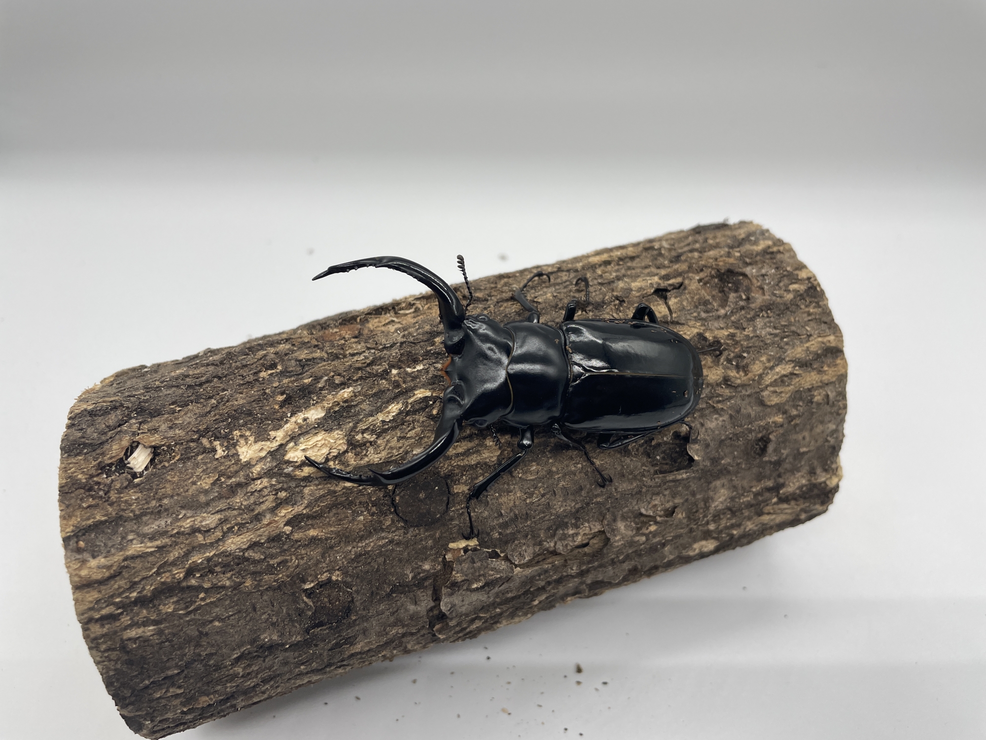 ウエストウッディオオシカクワガタ販売ショップ ACEWORLD