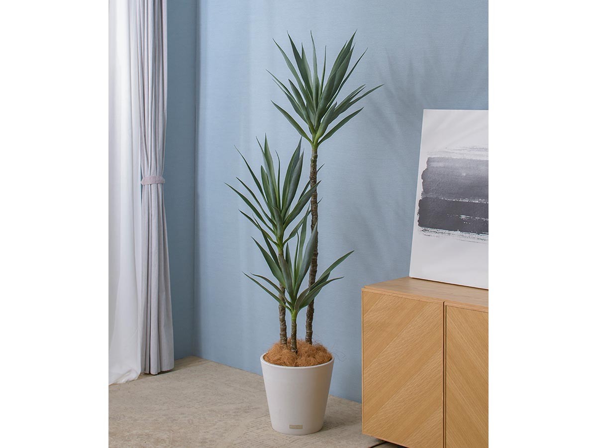 EMILIO ROBBA YUCCA / エミリオロバ ユッカラン - インテリア・家具