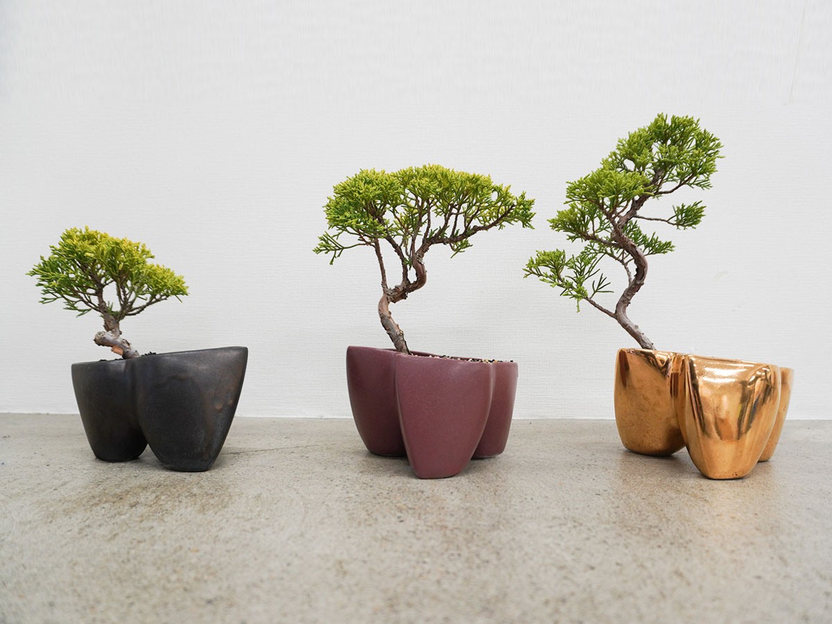 KOKON BONSAI 大地 - DAICHI / ココン ボンサイ 大地（メッキ塗装）+