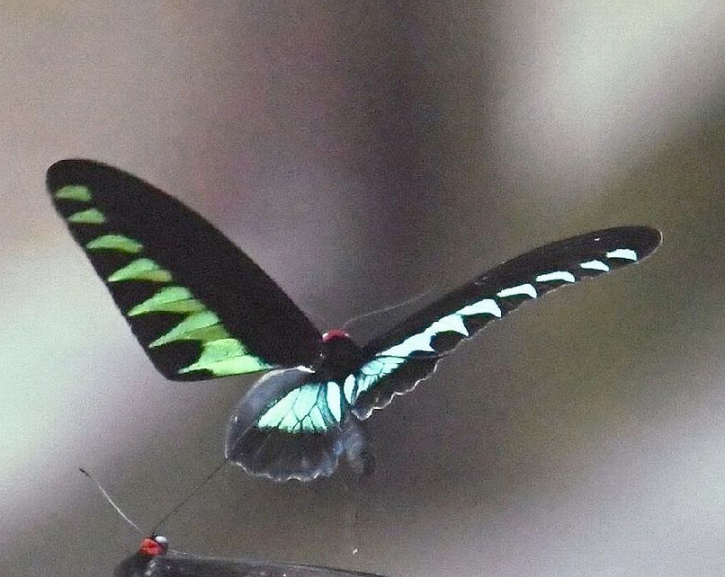 ag-akaeritoribane3-20170812-