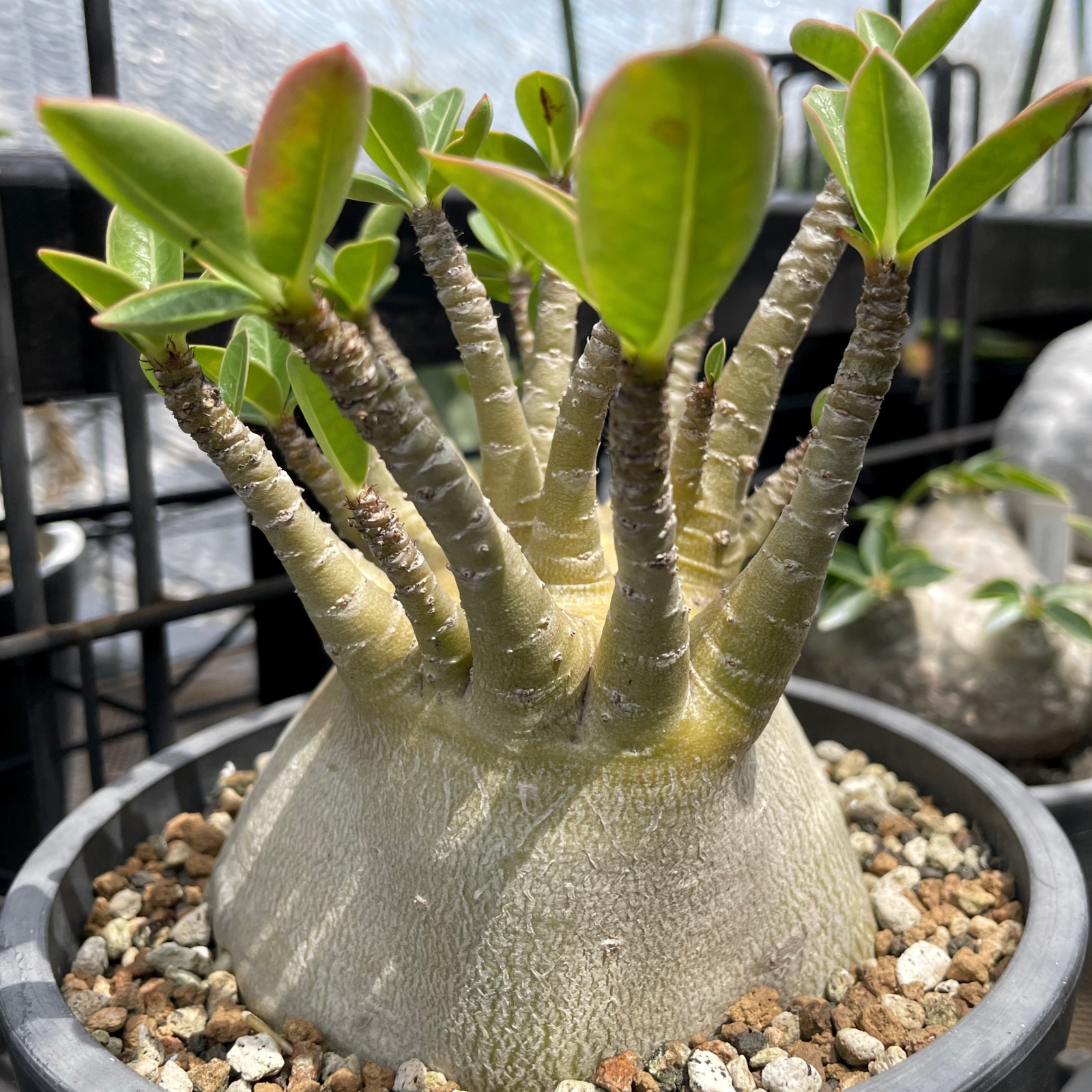 アデニウム アラビカム スーパー ドワーフ / 思わぬ腐りからの植え替え