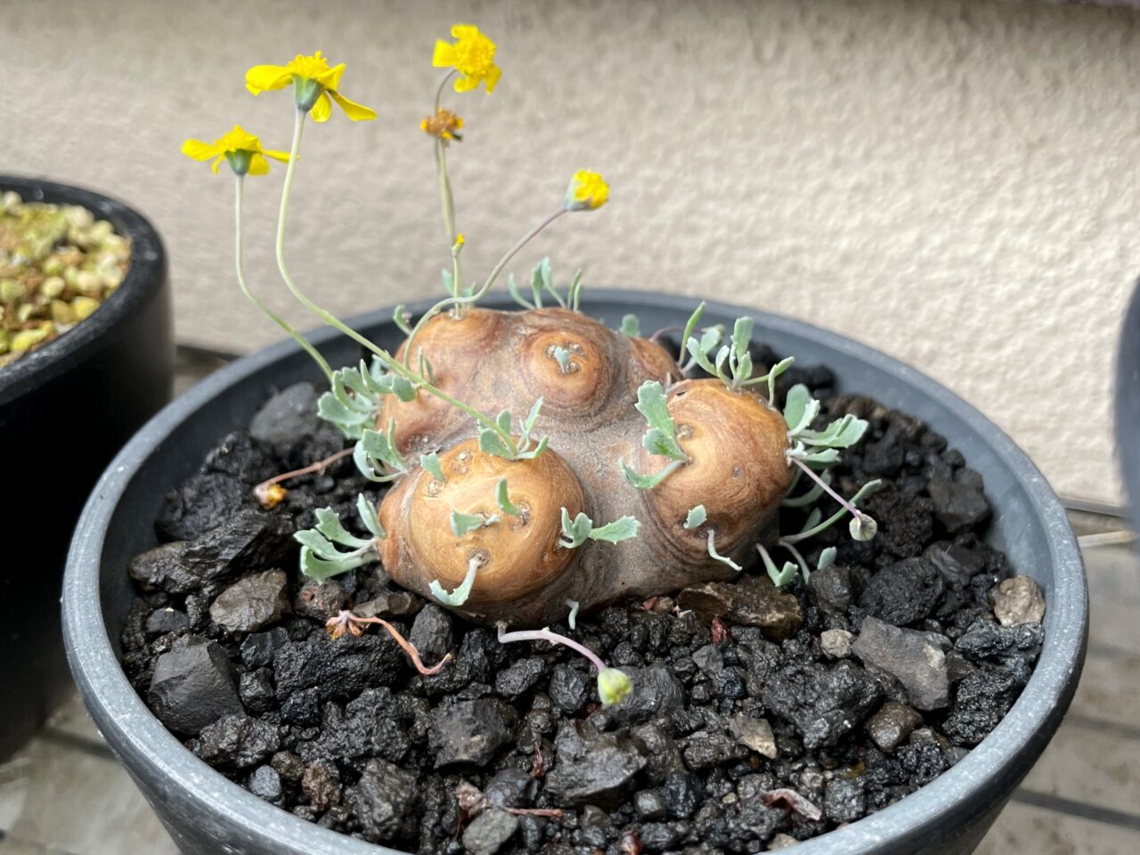 オトンナ カカリオイデス / 現地球ならではの形と大きめサイズ