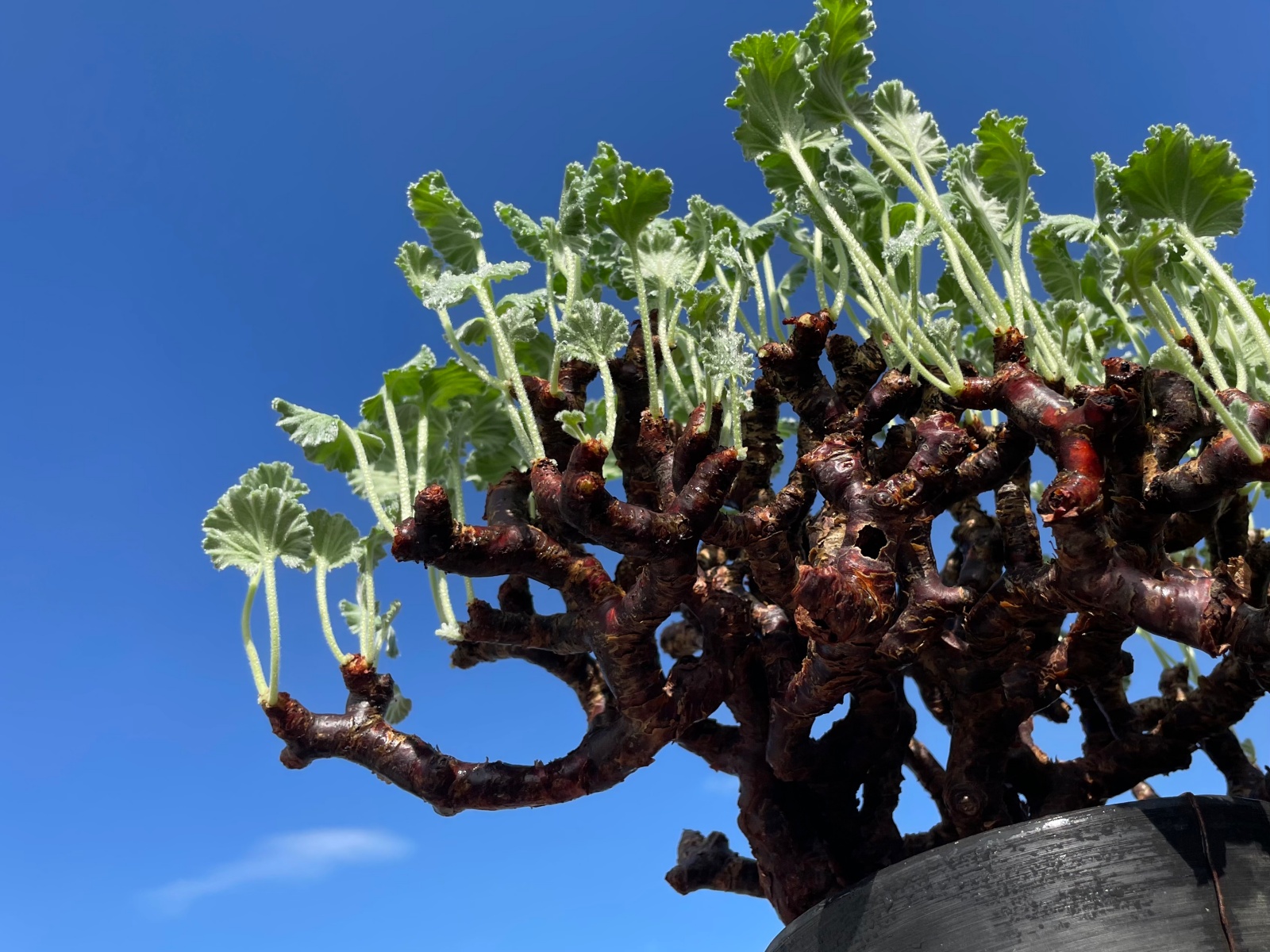 ペラルゴニム ミラビレ / 冬型塊根の花林糖が目覚めた！ | すごいグリーン