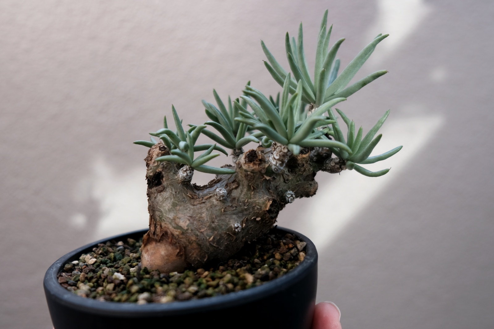 チレコドン ペアルソニー（白象）/ 茶緑色と白色と青磁色の