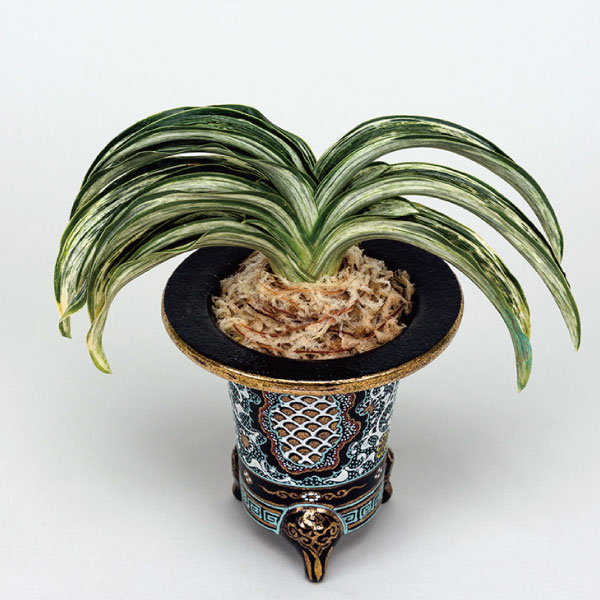 万年青 犀龍 獅子系 割り子 別格稀貴品 万年青 犀龍 獅子系 割り子